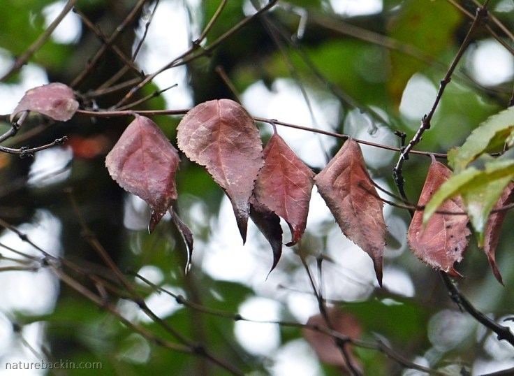 Dry leaves of a Tree Fuschia (Halleria lucida)