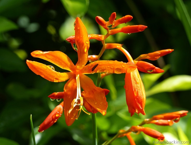 Flowers of the Crocosmia aurea, wet with raindrops