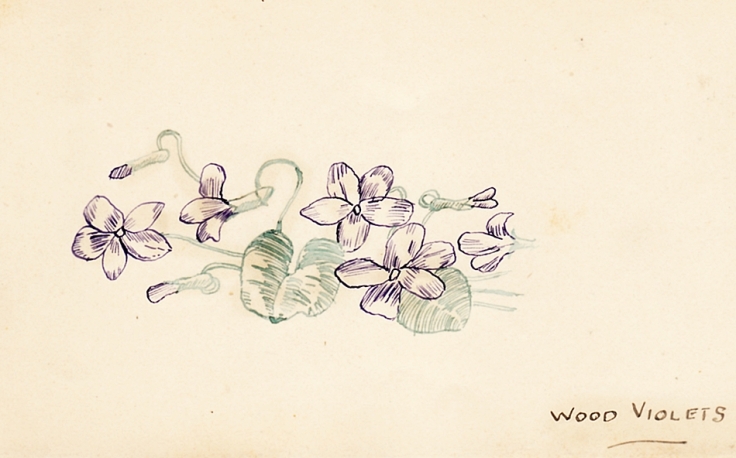 Sketch of English wildflowers: Wood Violets