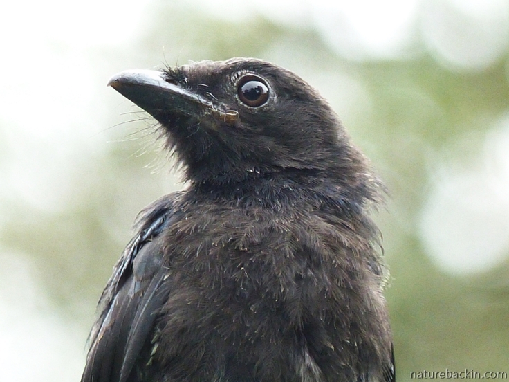 Portrait of a juvenile Fork-tailed Drongo