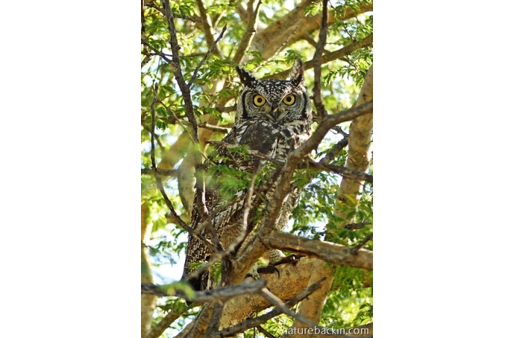 Perched in a tree just after sunrise, a Cape Eagle Owl in the Central Kalahari Game Reserve, Botswana