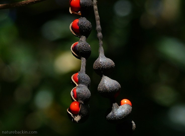 Seedpod of the Dwarf Coral Tree