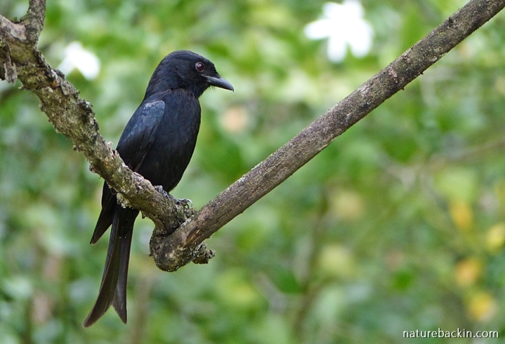 Fork-tailed Drongo perching on a branch in a garden in KwaZulu-Natal
