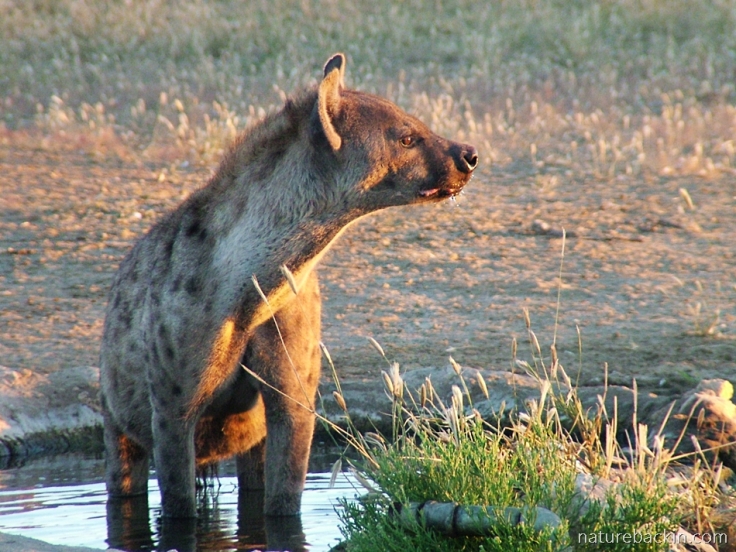 Early morning light and a spotted hyena at waterhole,, Kalahari Transfrontier Park