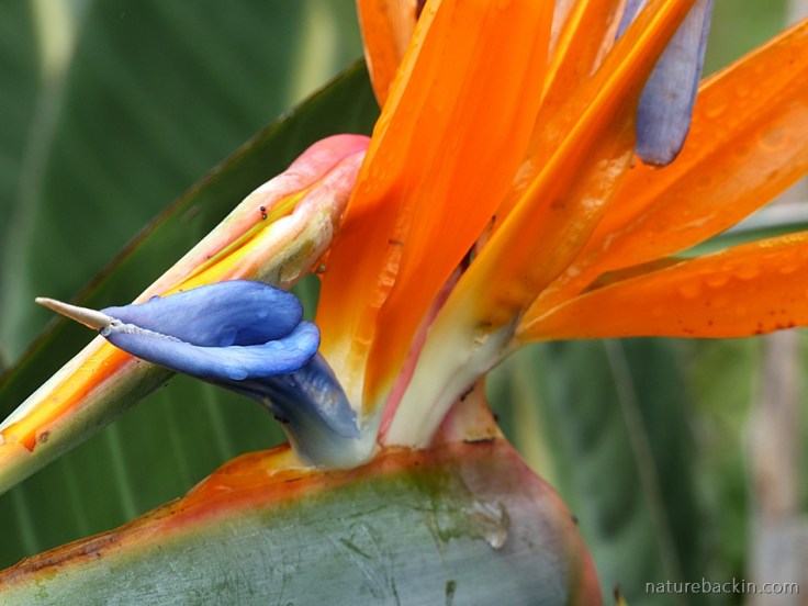 Crane flower or Bird of Paradise flower