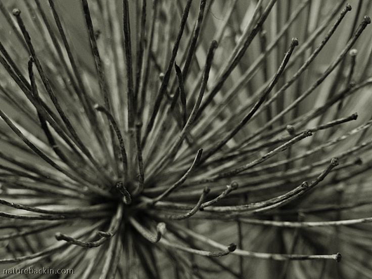 Abstract photograph of a dry seedhead of an agapanthus