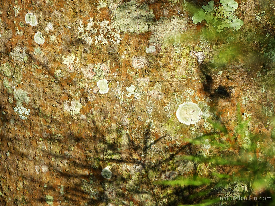 Abstract image of tree trunk bark and lichen