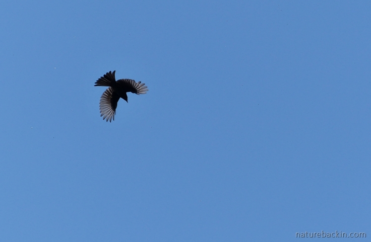 Pattern of bird in flight against blue sky
