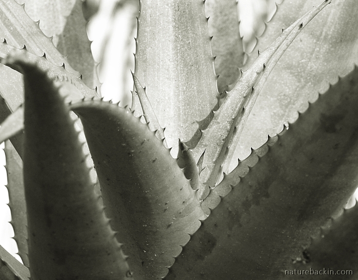 Aloe leaves with thorns in close-up