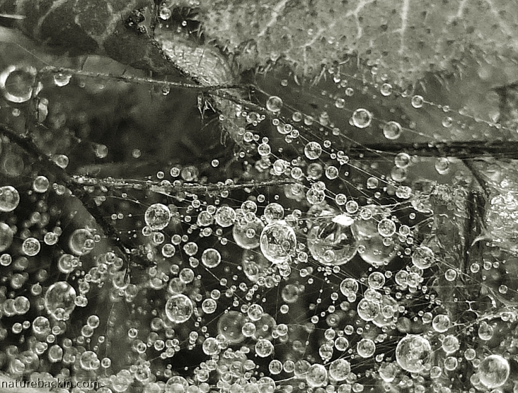 Droplets of rain on webs in close-up.