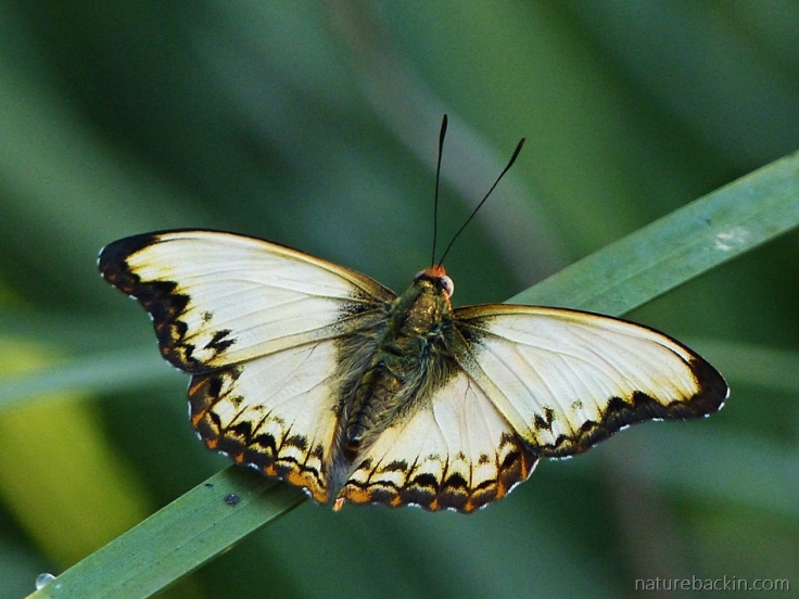 Butterfly prior to its first flight after hatching