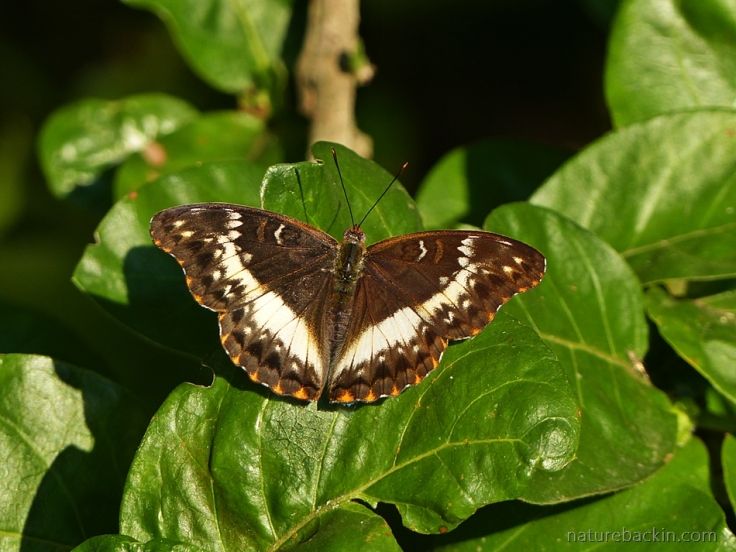 With wings spread, female Battling Glider butterfly