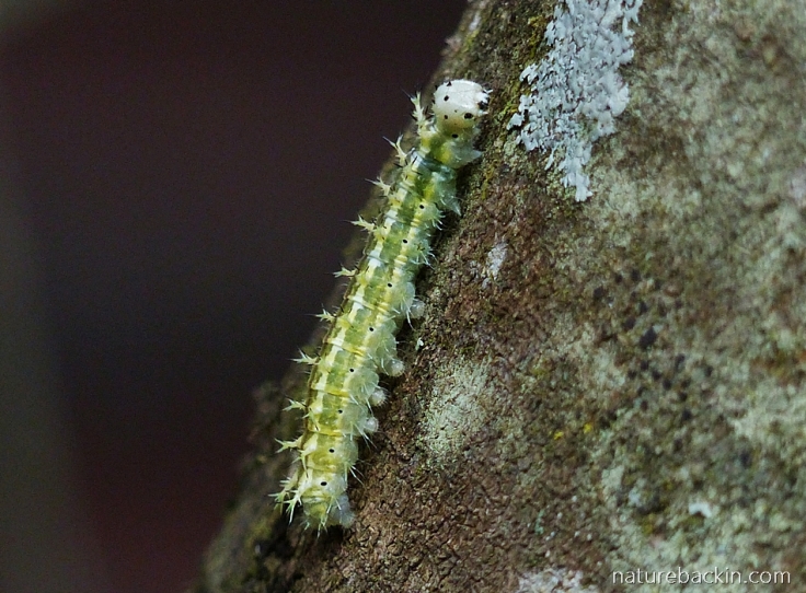 The striped and spined caterpillar (larva) of the Battling Glider butterfly