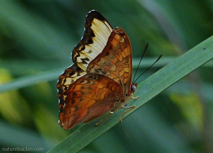 Showing wing colours, a male Battling Glider butterfly
