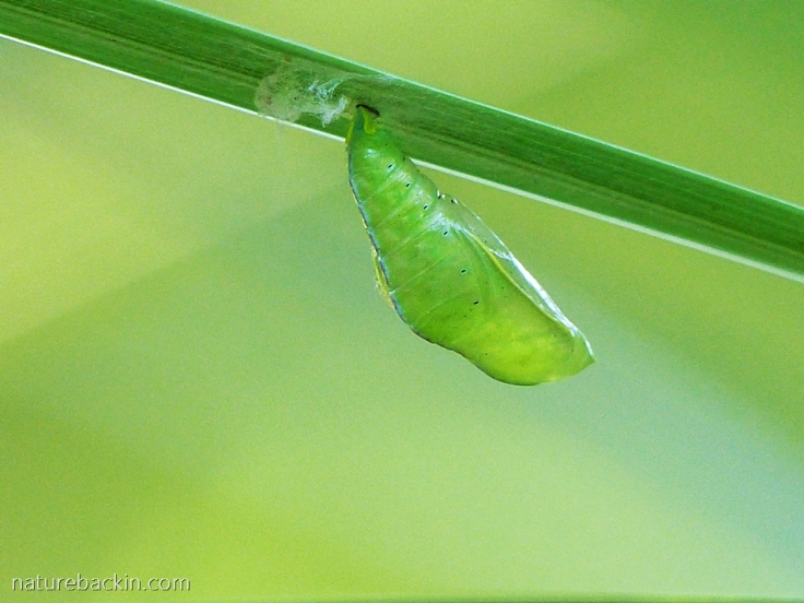Attached to a leaf, the pupa (chrysalis) of the Battling Glider butterfly