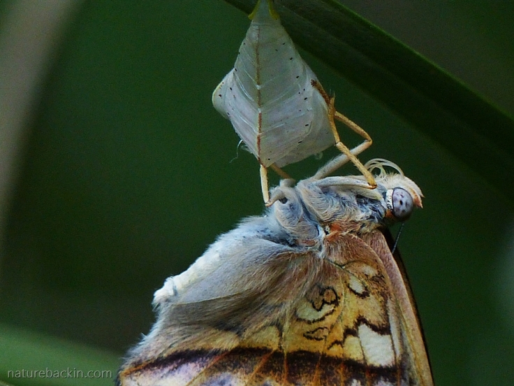 Close-up of Battling Glider butterfly newly emerged from pupa (chrysalis) working its proboscis