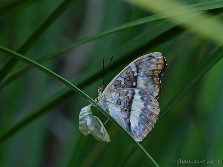 Butterfly strengthening its wings after emerging from pupa