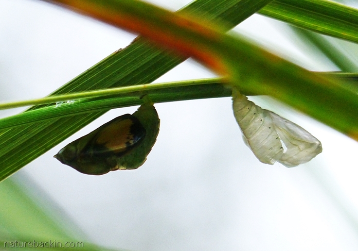 Pupa and empty casing of Battling Glider butterfly attached to underside of leaves