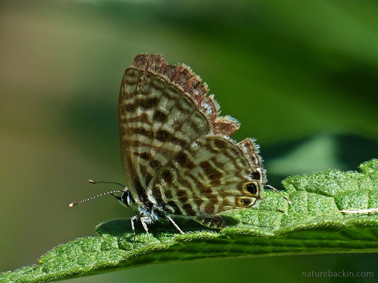 With wings slightly open, a Zebra Blue butterfly, South Africa