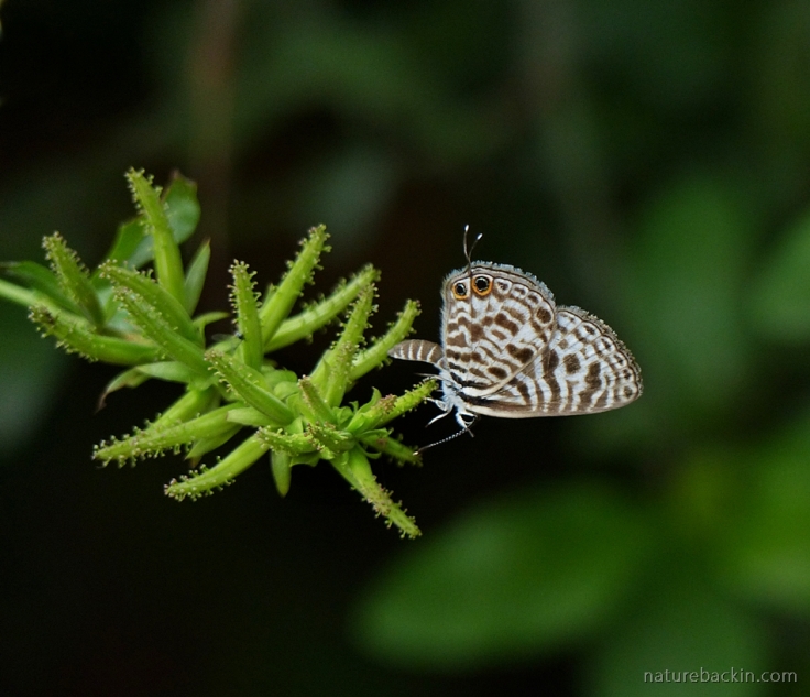 Perched on a Plumbago auriculata, a Zebra Blue butterfly, South Africa