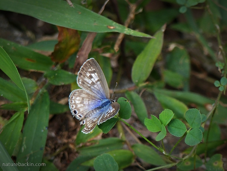 With wings open showing the blue on the uppersides, a Zebra Blue butterfly, South Africa