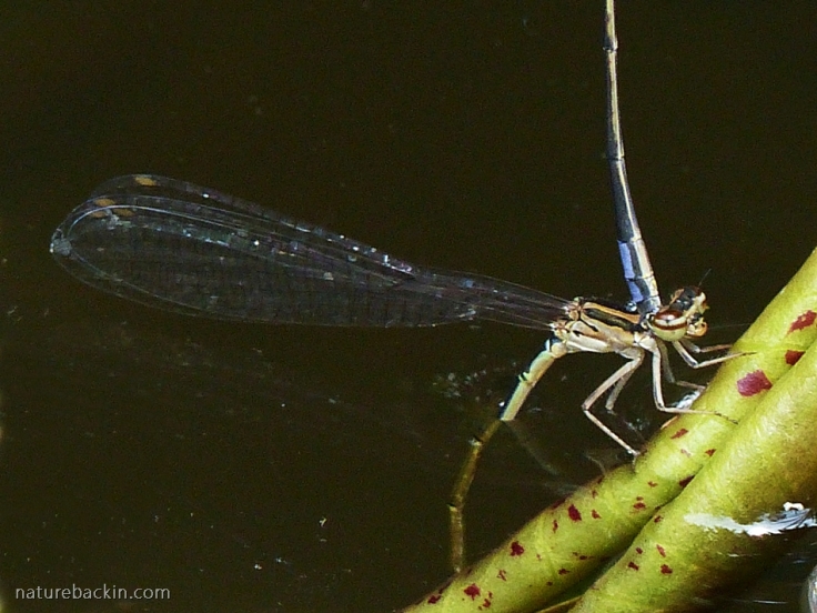 Close-up of female damselfly ovipositing