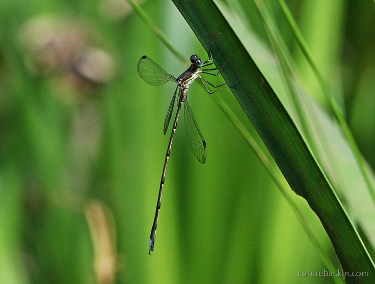 Damselfly resting with wings spread