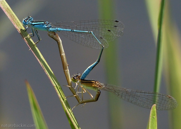 Pair of damselflies mating in the wheel position