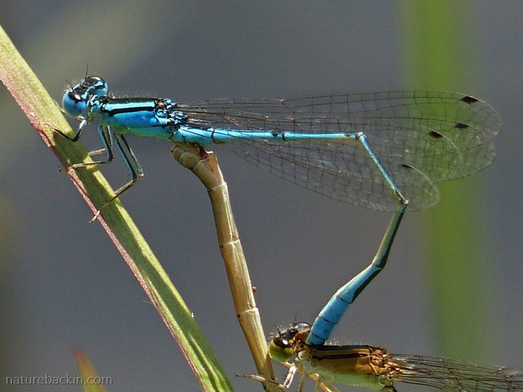 Close-up of pair of damselflies mating