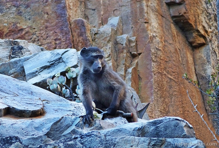 Gamkaberg-baboon-kloof