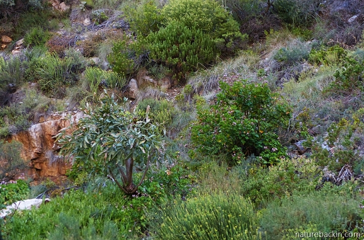 Meiringspoort-zonal-perlargonium-fynbos