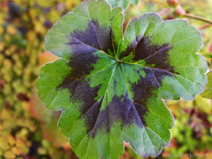 Pelargonium-zonal-2-leaf