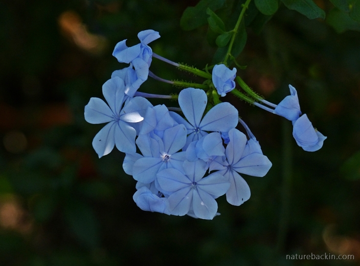 Flowers of a Plumbago auriculata, South Africa