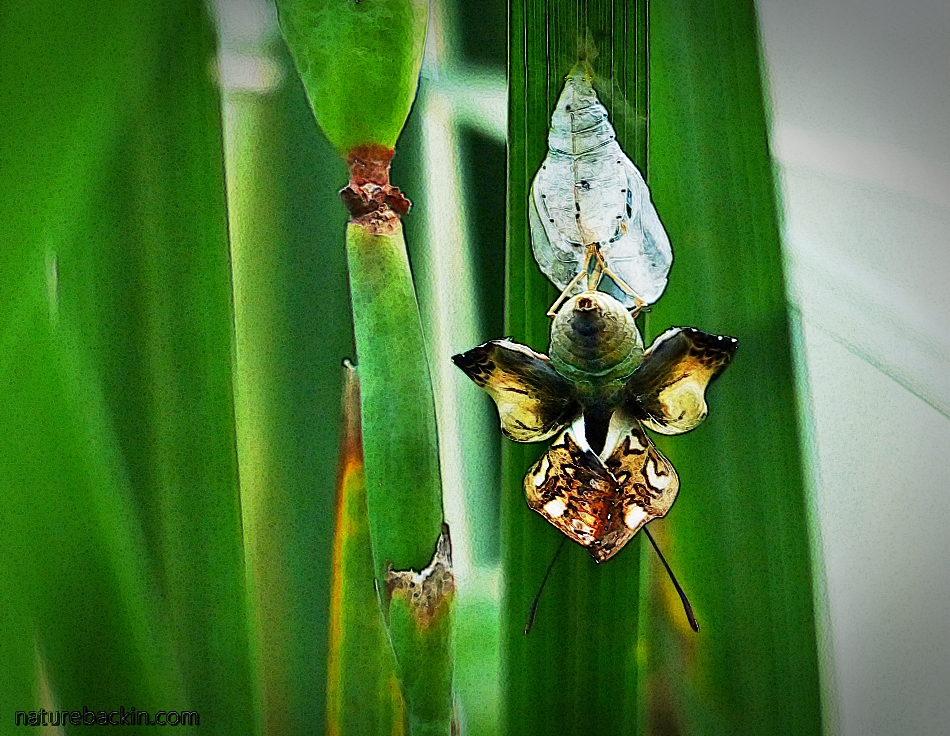 A male Battling Glider butterfly that has just emerged from its pupa. The wings are still folded and yet to expand.