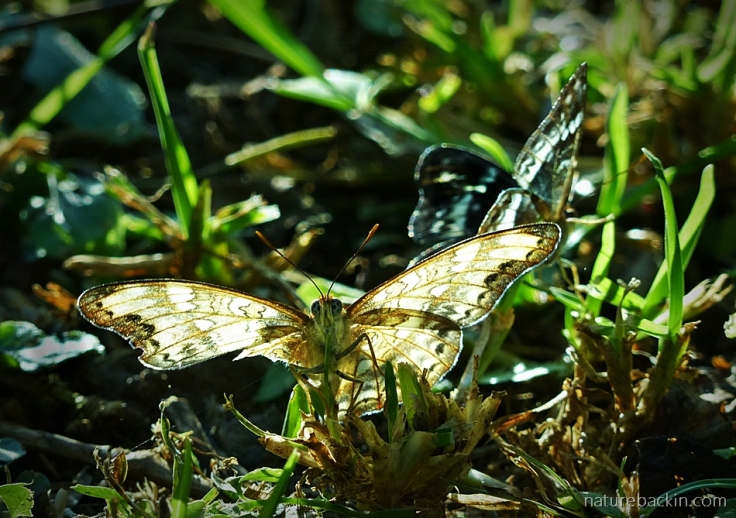 A pair of Battling Glider butterflies