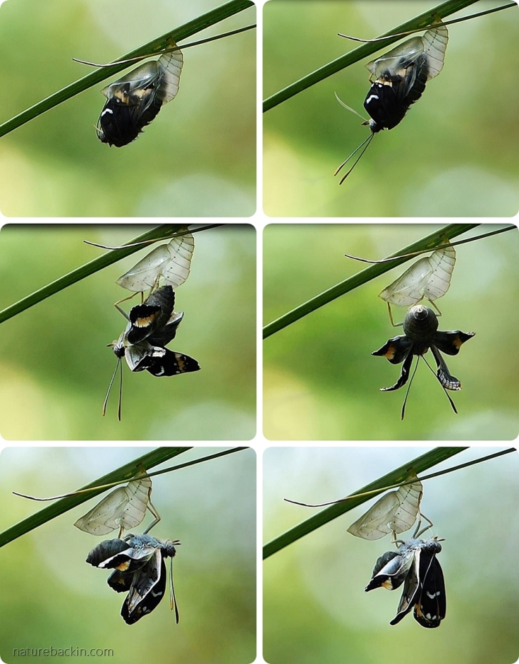 A sequence showing a female Battling Glider butterfly emerging from the pupa (chrysalis)
