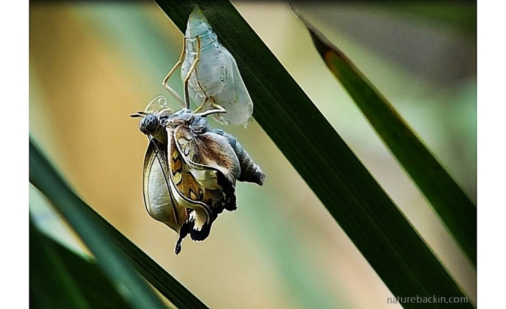 A male Battling Glider butterfly hanging below its empty pupa casing, having just emerged and starting to expand its wings.