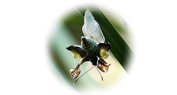 A recently emerged Battling Glider butterfly