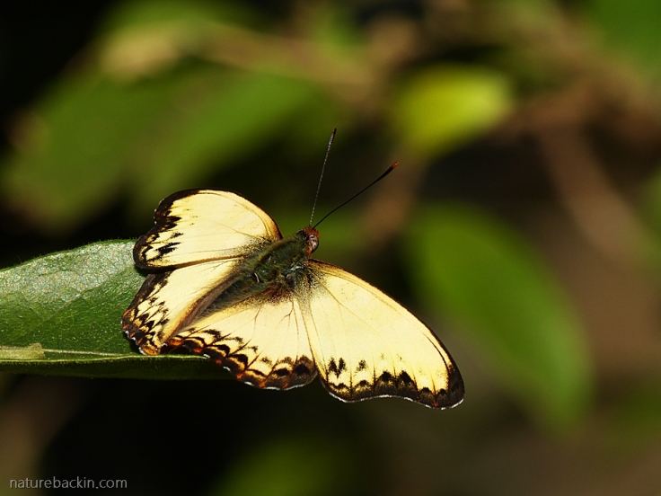 A male Battling Glider butterfly basking in the sun