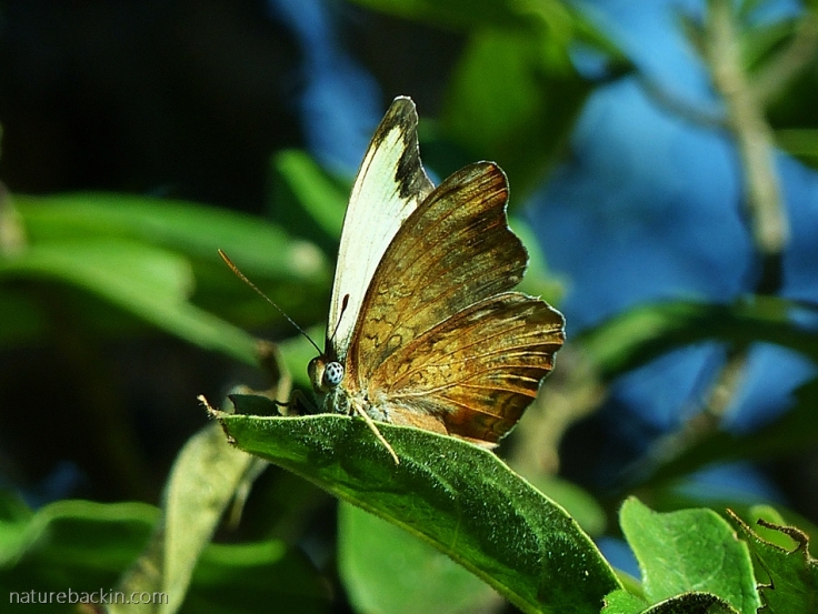 A male Battling Glider butterfly perching on a leaf