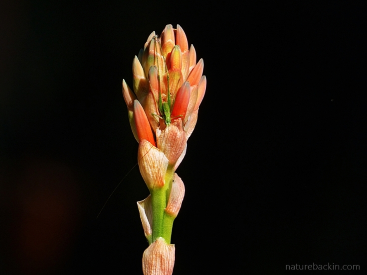 Aloe in flower with Katydid