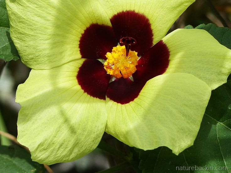 Flower of the Large Yellow Wild Hibiscus, South Africa