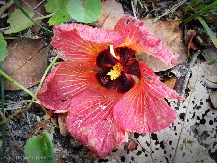 A mature flower of the Lagoon Hibiscus, South Africa