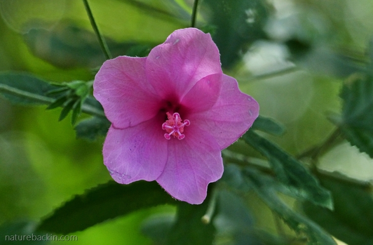 Flower of the Forest Pink Hibiscus native to South Africa