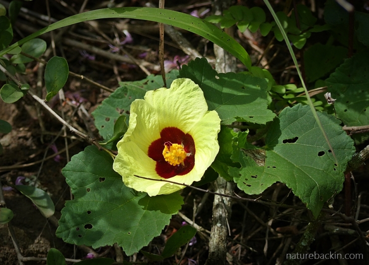 Yellow flower of an indigenous hibiscus, South Africa