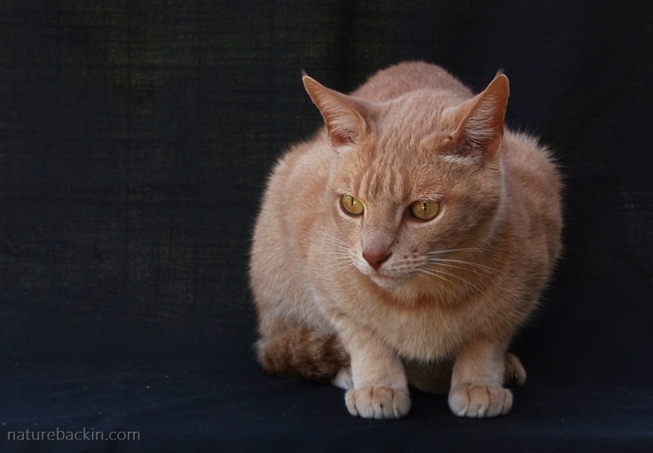 Ginger-cat