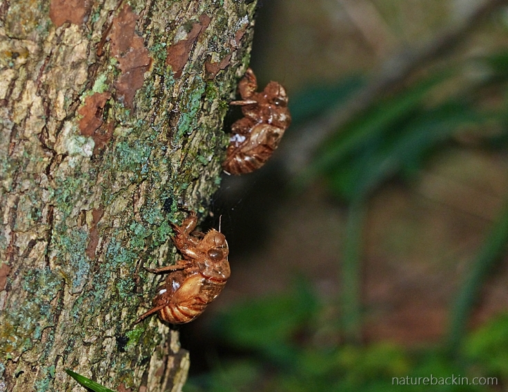 Empty cicada exoskeletons on tree trunk