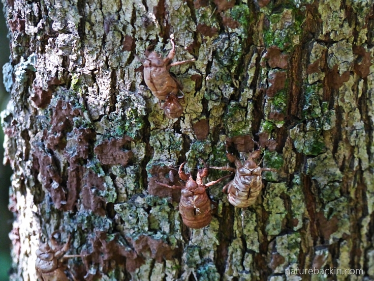 Cicada exoskeletons on tree trunk