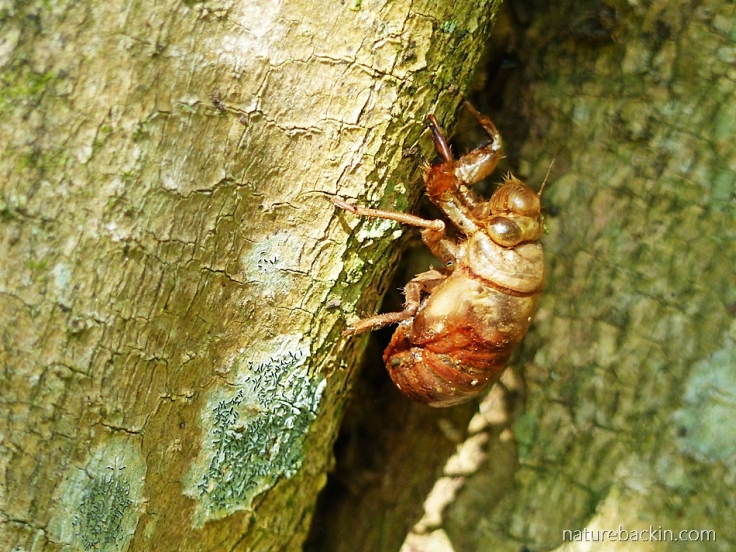 The exoskeleton of a cicada after its final moult