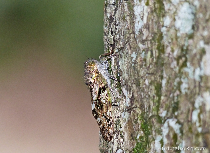 An adult cicada in profile perched on a tree trunk